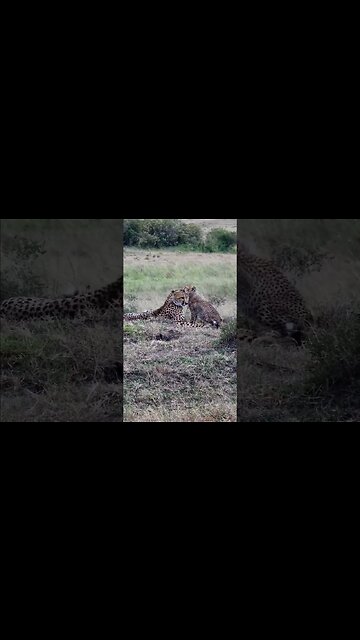 Cheetah Grooming #shorts | #ShortsAfrica