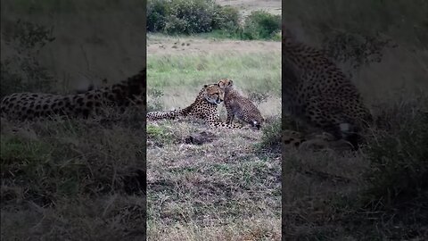 Cheetah Grooming #shorts | #ShortsAfrica