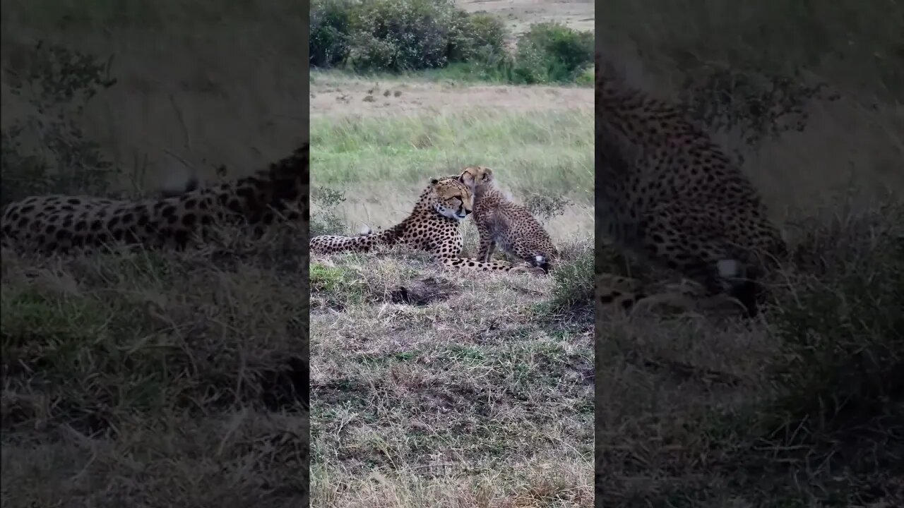 Cheetah Grooming #shorts | #ShortsAfrica