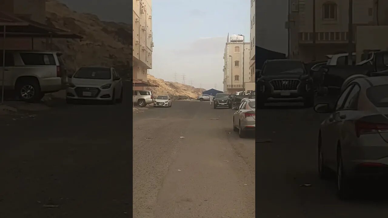 Cats are sleeping near the mosque