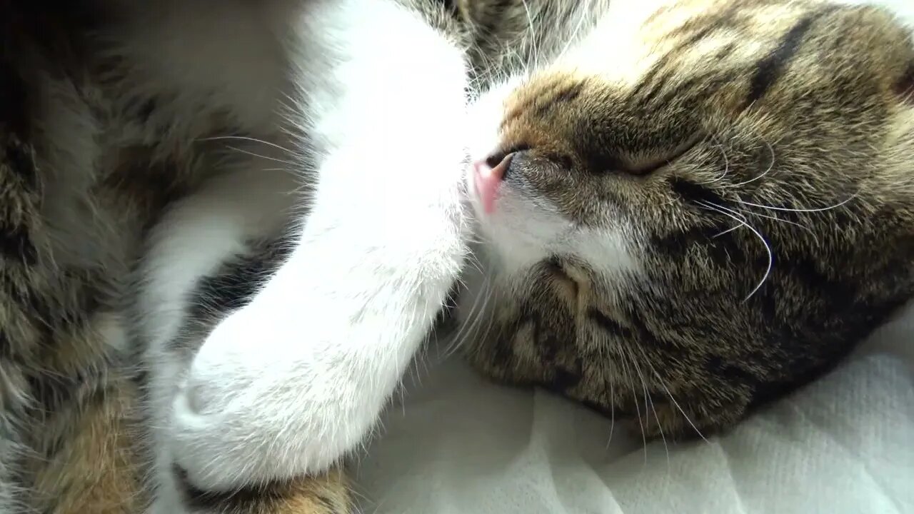 Sweet Kitten Purrs In the Sun