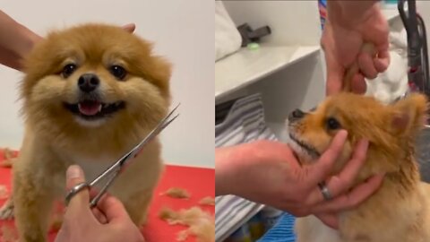 Cutting my DOGS hair!