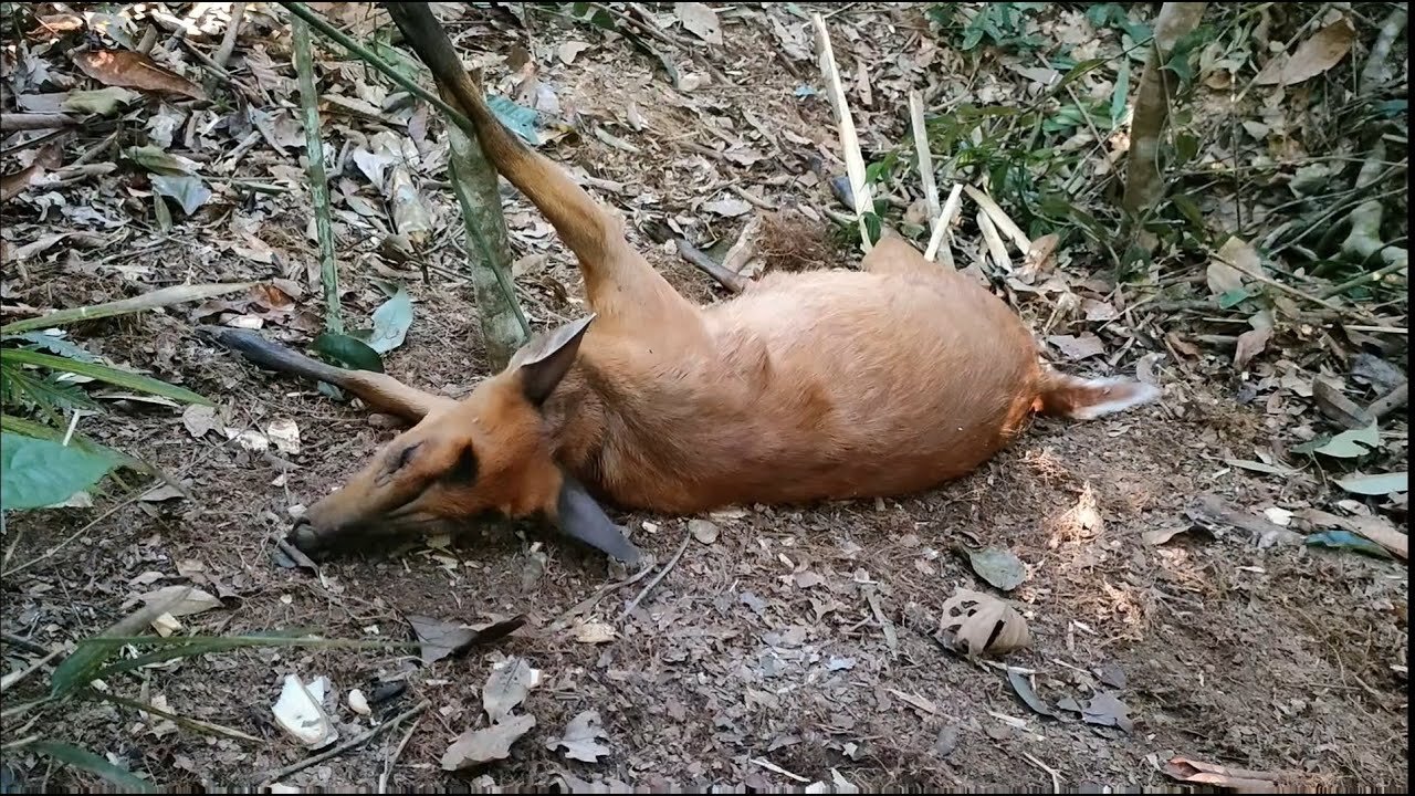 Wild trap Amazing easy deer trap to catch in the Jungle work 100%