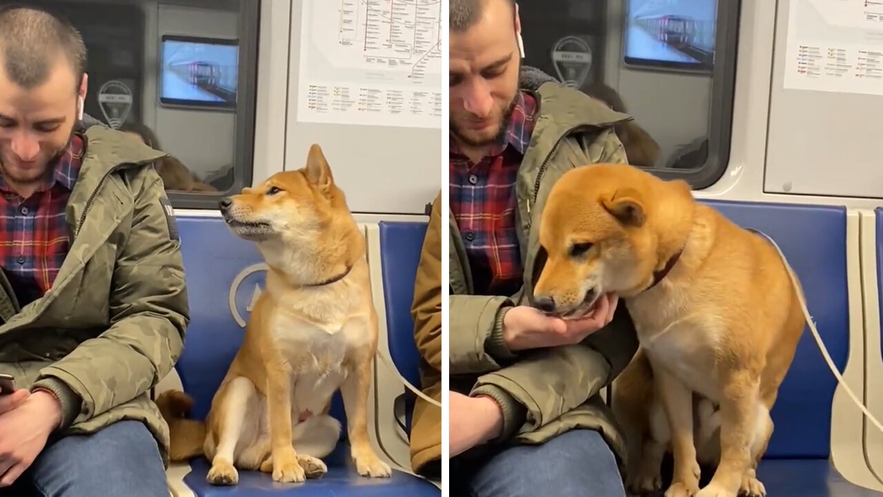 Shuba Inu Adorably Wants To Befriend Man On Subway