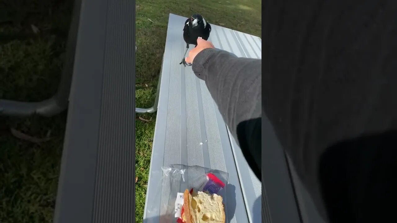 Magpie steals sandwich