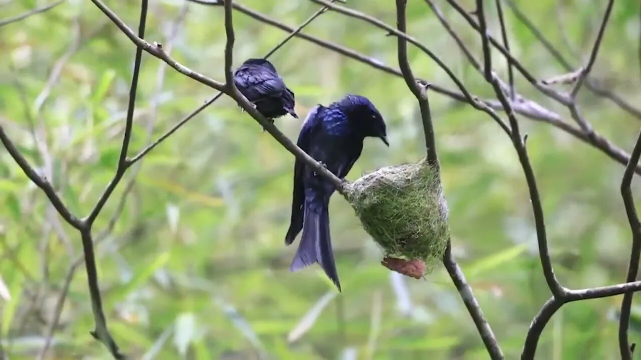 Keindahan Burung Srigunting Sedang Membesarkan Anaknya Di Dalam Hutan