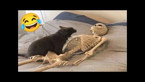 Funny Animal Videos 2022😂 - Best Funny Dogs and Cats Videos