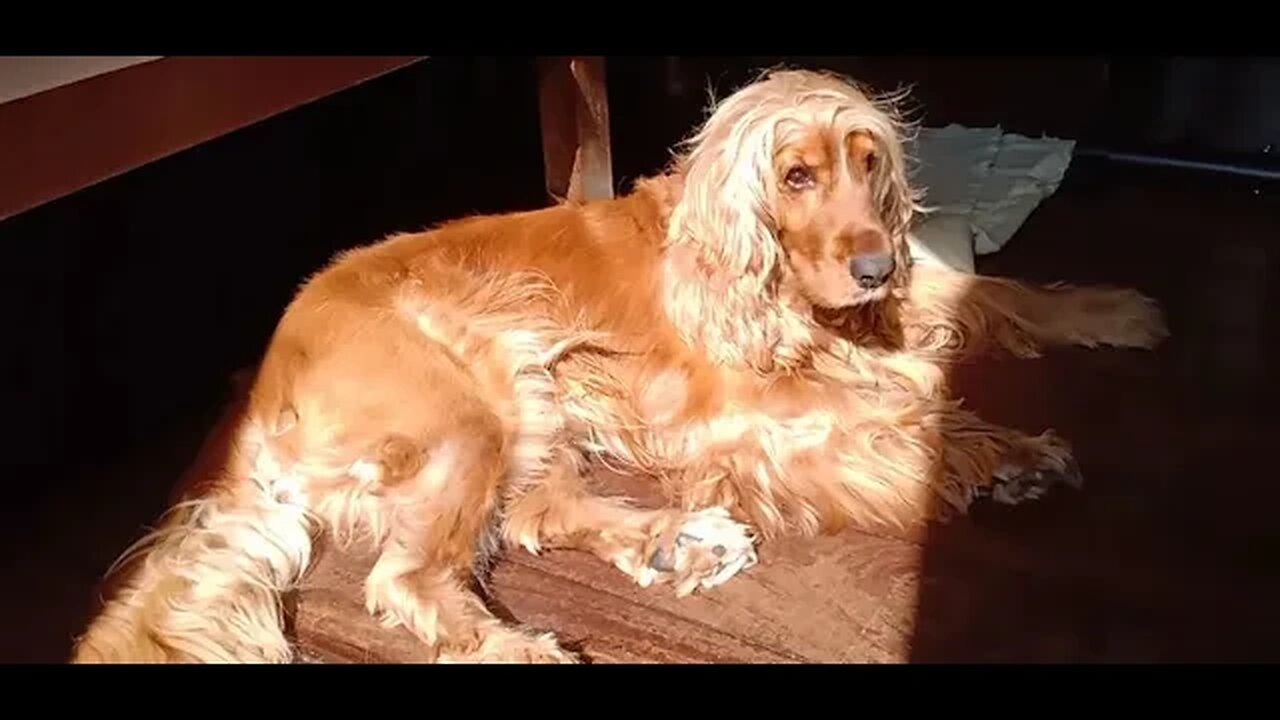 #dogsgow , #animals , #dogs