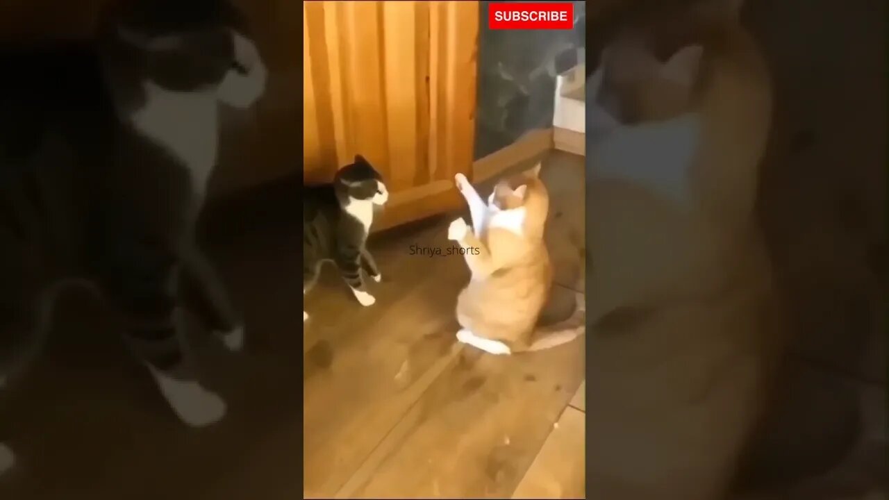Funny cats 🥰🥰💕💕 #shorts #catvideos #catlovers #trending