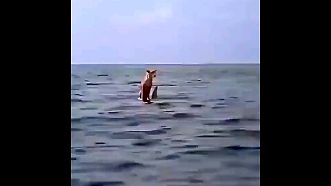 Dolphin Saves Dog That Fell In Sea
