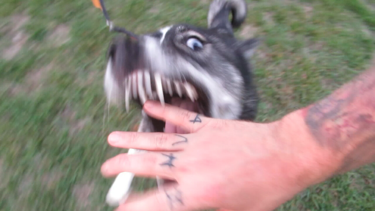 Husky Puppy Obsessed With Smell of Peanut Butter