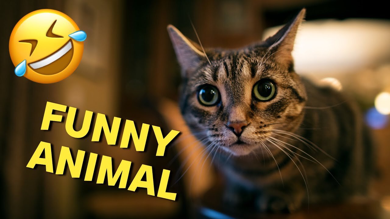 FUNNY ANIMAL VIDOES-FUNNY CATS/DOGS VIDEO.