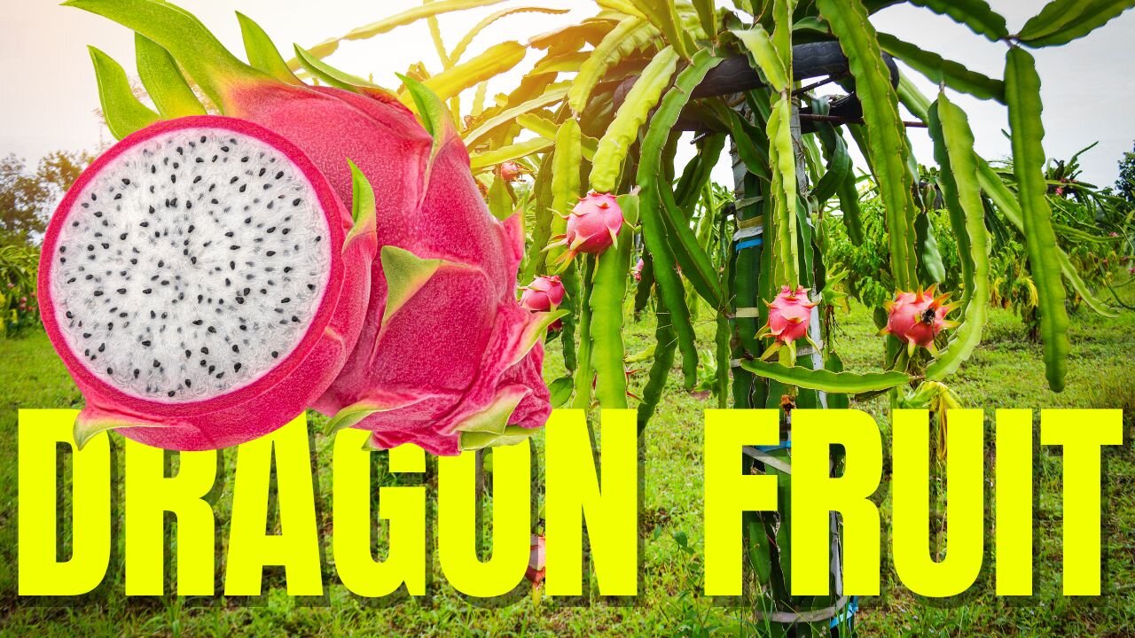 Dragon Fruit Garden Tour: Stunning Colors and Stunning Growth! 🌱 | Village Vibes