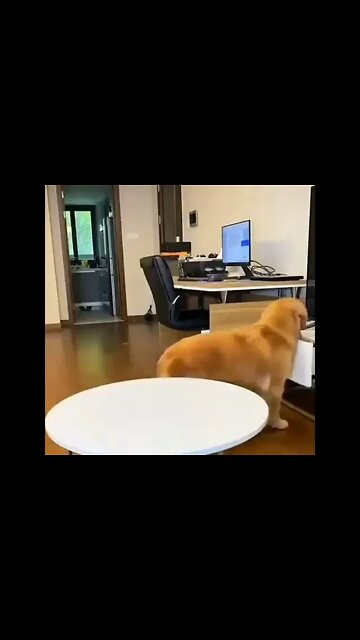 Schlaues Hündchen 🐶