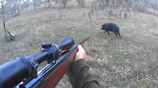 Up close n personal pig hunting.