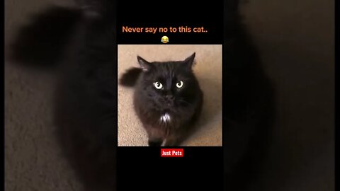 Never Say No to Cat 🐈‍⬛ #cute #tiktok #funnyanimals #funnyvideos #cat