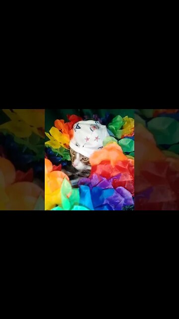 Where Is the Cat, I Can't Find It #shorts