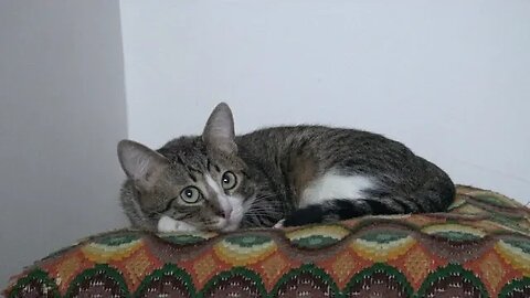 In the Evening Cat Watches Mom while She Cooks