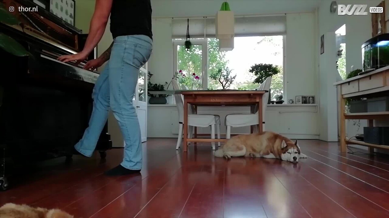 Un cane e il padrone cantano una canzone dei Linkin Park