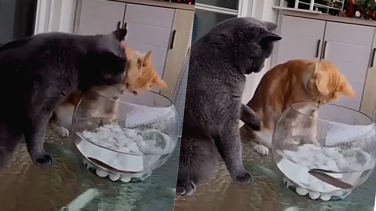 Cat Funny Moment