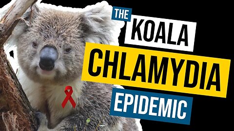 WEIRD: Australia Grappling With Koala Chlamydia Epidemic: Sex-Positive Marsupials Spreading STDs