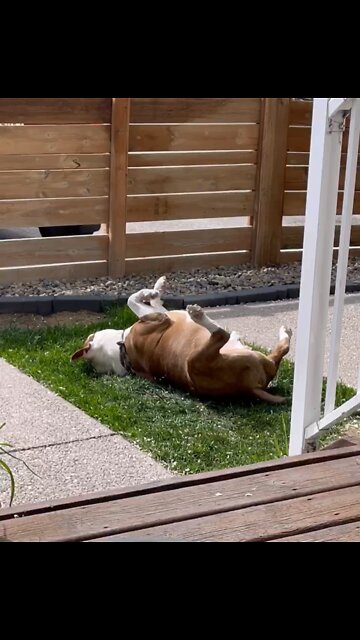 How a goofball eats grass 😂 #shorts #silly #dog #joey