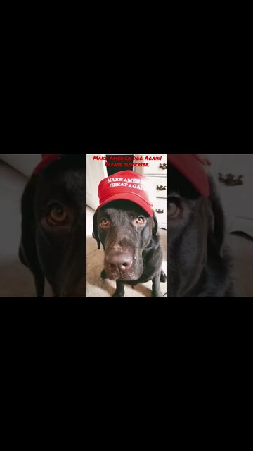 Make America Dog Again! #Labrador #Shorts #ShortsVideo