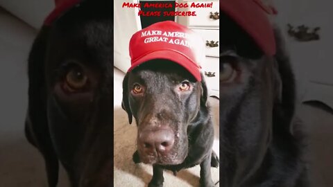 Make America Dog Again! #Labrador #Shorts #ShortsVideo