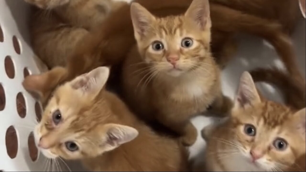 Beautiful cat 🐈 trending video