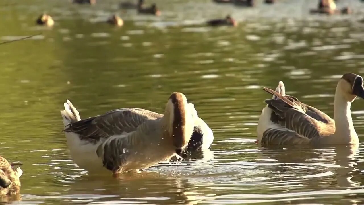 Beachfront B Roll Swan Goose in Slow Motion Free to Use HD Stock Video Footage