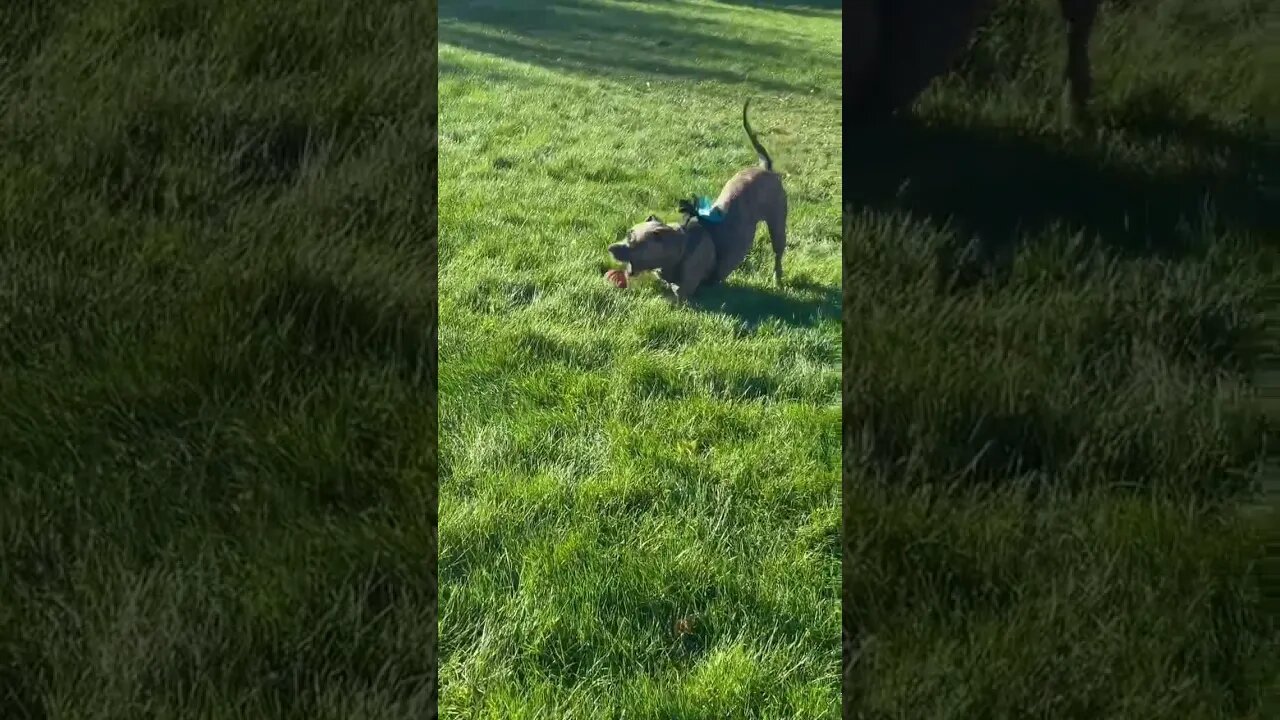 Playtime with mom!!@vanpaths #vanlife ,#dog ,#play