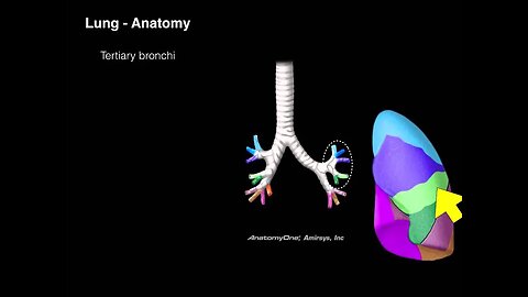 Lungs and Airways