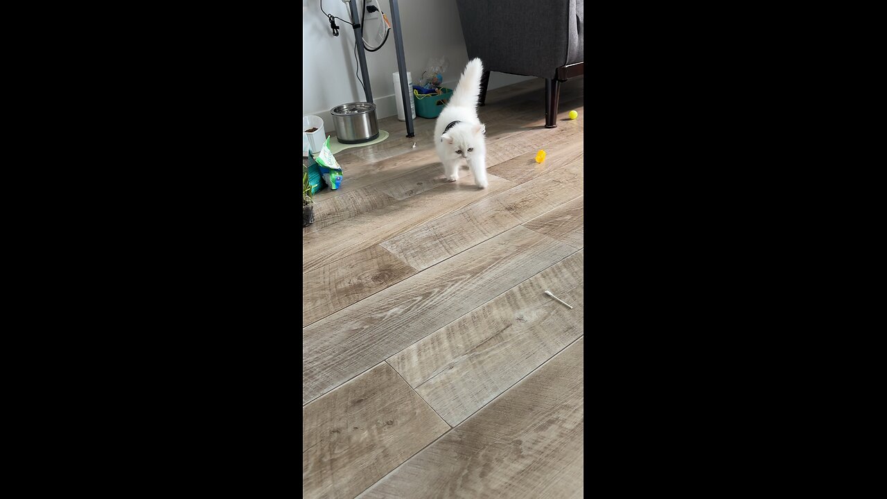 Happy Caturday - Kitten Learning to Walk in Vest