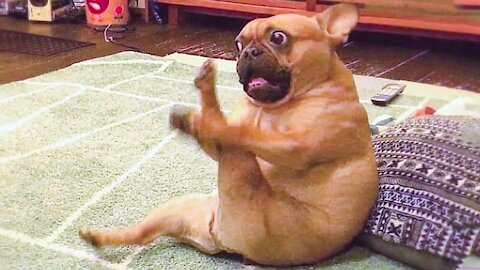 UA #CuteDog #BabyDog #CutePuppies 🤣 Funniest 🐶 Dogs TikTOK - Awesome Funny Pet Animals Life Videos 😇