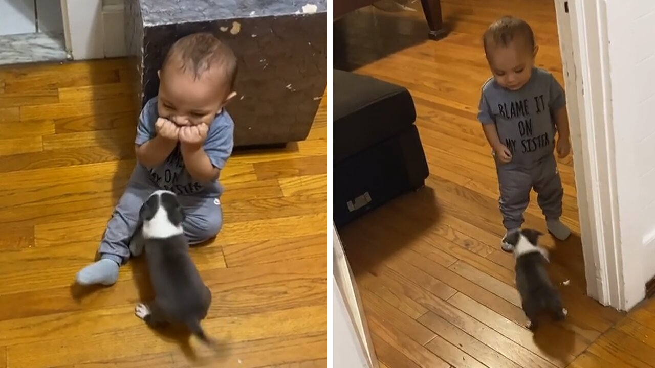 Baby Has Adorable Reaction To New Puppy Addition