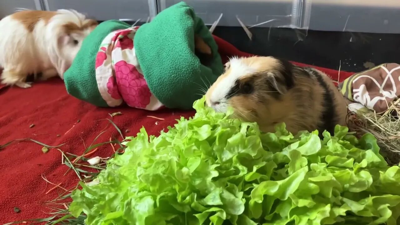 Guinea pigs are back from holiday and Guinea pig Tibby crossed over the rainbowbridge