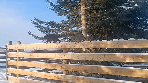 Cats, walking the fence