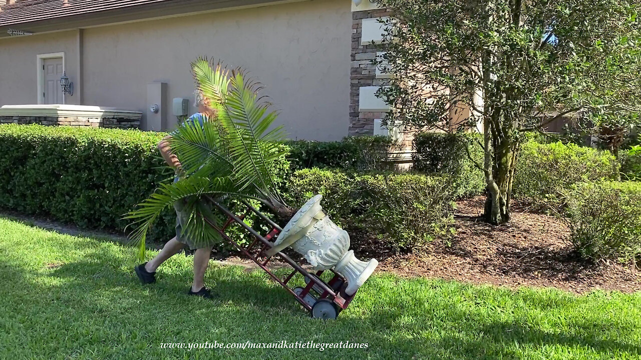 Great Dane Whines At Dad To Hurry Up Moving Big Potted Plants