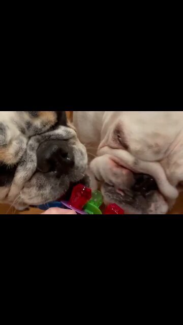 Bulldogs get just as excited for Ring Pops as we do!