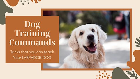 16 Best Dog Training Commands / Tricks that you can teach Your LABRADOR DOG ! Dogs Training