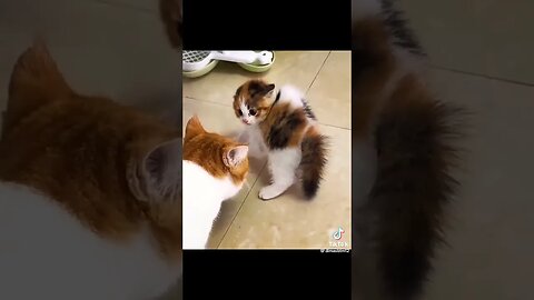 Funny Cats And Dogs #Funny #FunnyCats #FunnyDogs #FunnyPets