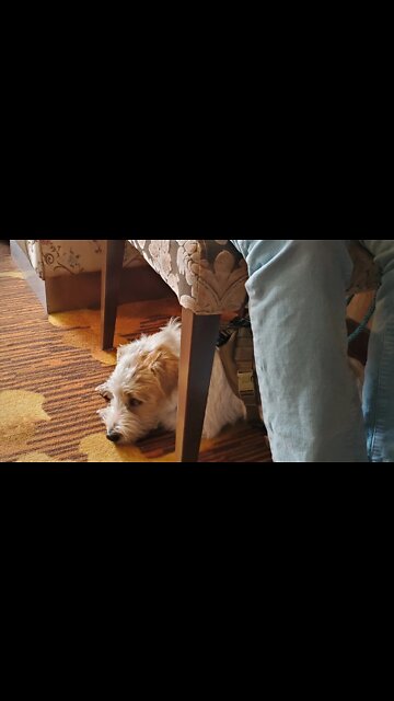 Ares Jack Russell waiting in line in dim sum restaurant