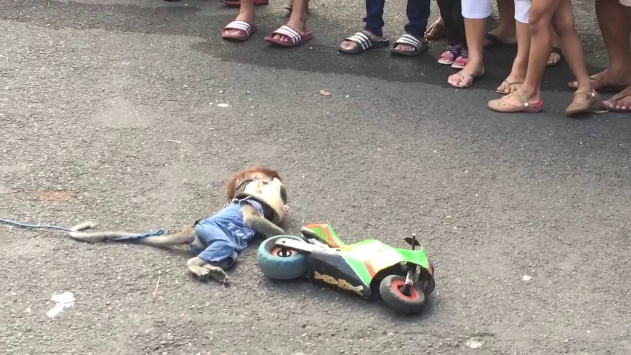 Walking street monkey show, Surabaya. Animal abuse or cultural show?"