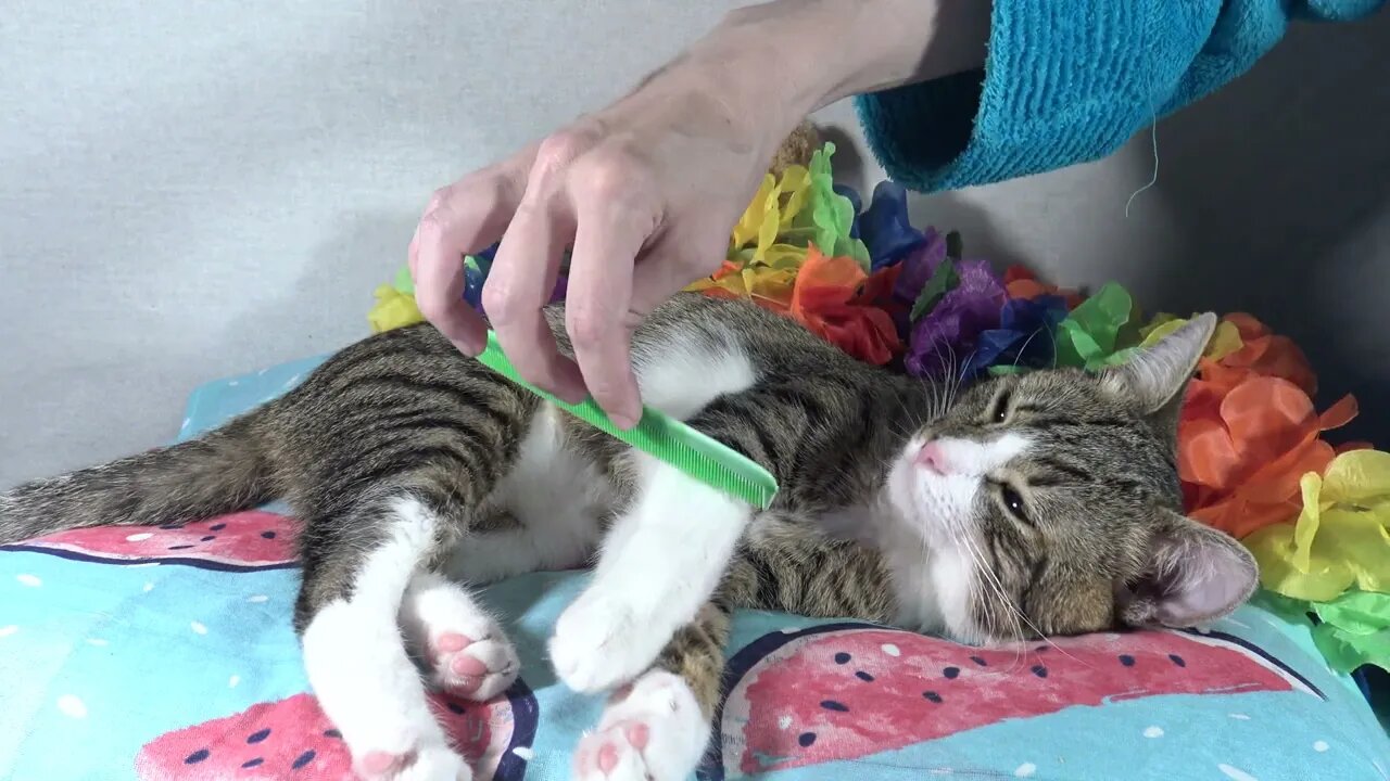 Cat Goes to the Hairdresser