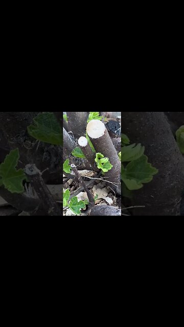 From Winter Die Back To Fruit: The Cold Hardy Fig Lifecycle