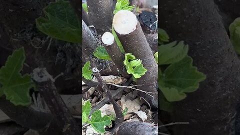 From Winter Die Back To Fruit: The Cold Hardy Fig Lifecycle