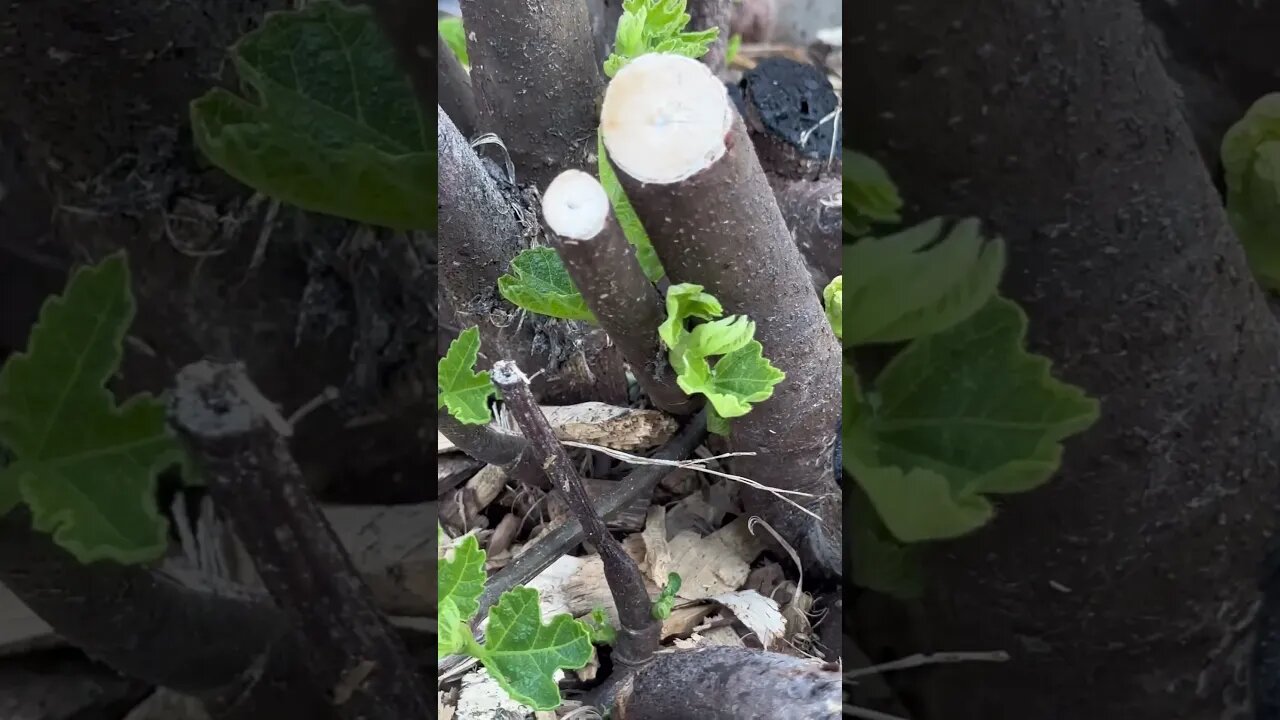From Winter Die Back To Fruit: The Cold Hardy Fig Lifecycle