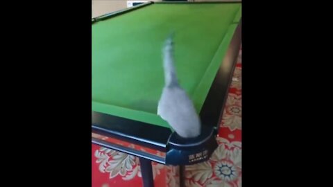 Funny cat Video