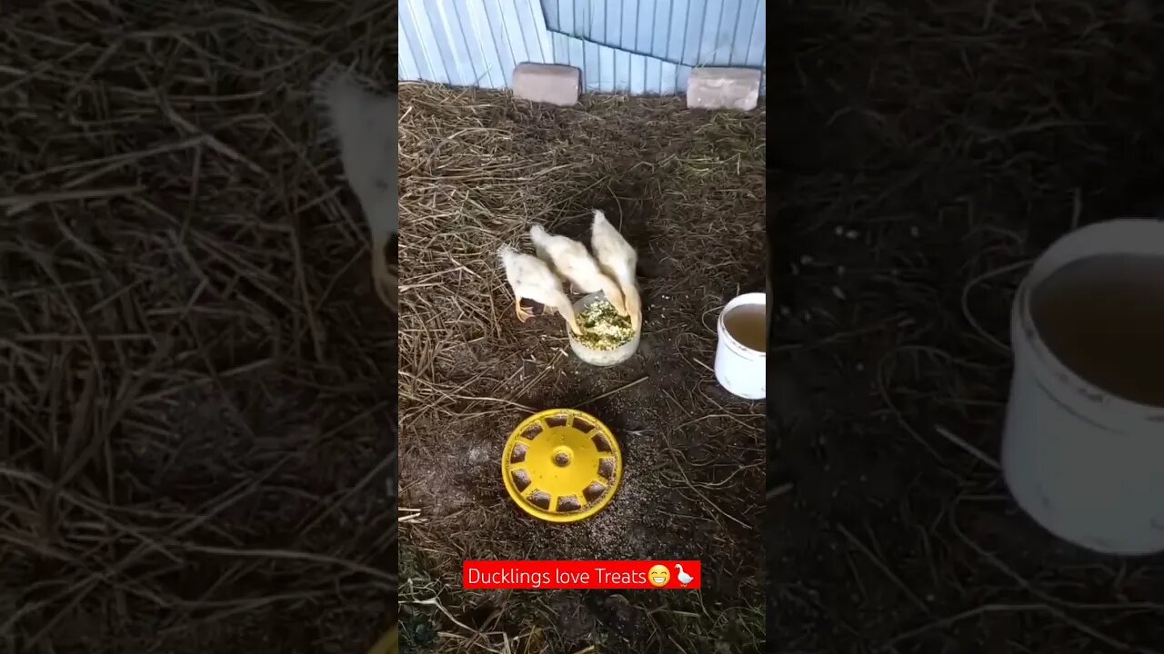 Ducklings LOVE❤️ Treats 😁🪿| #shorts #short #shortvideo #share #food #shortsvideo #subscribe #farming