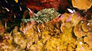 Beautiful Scenery of Marine Life